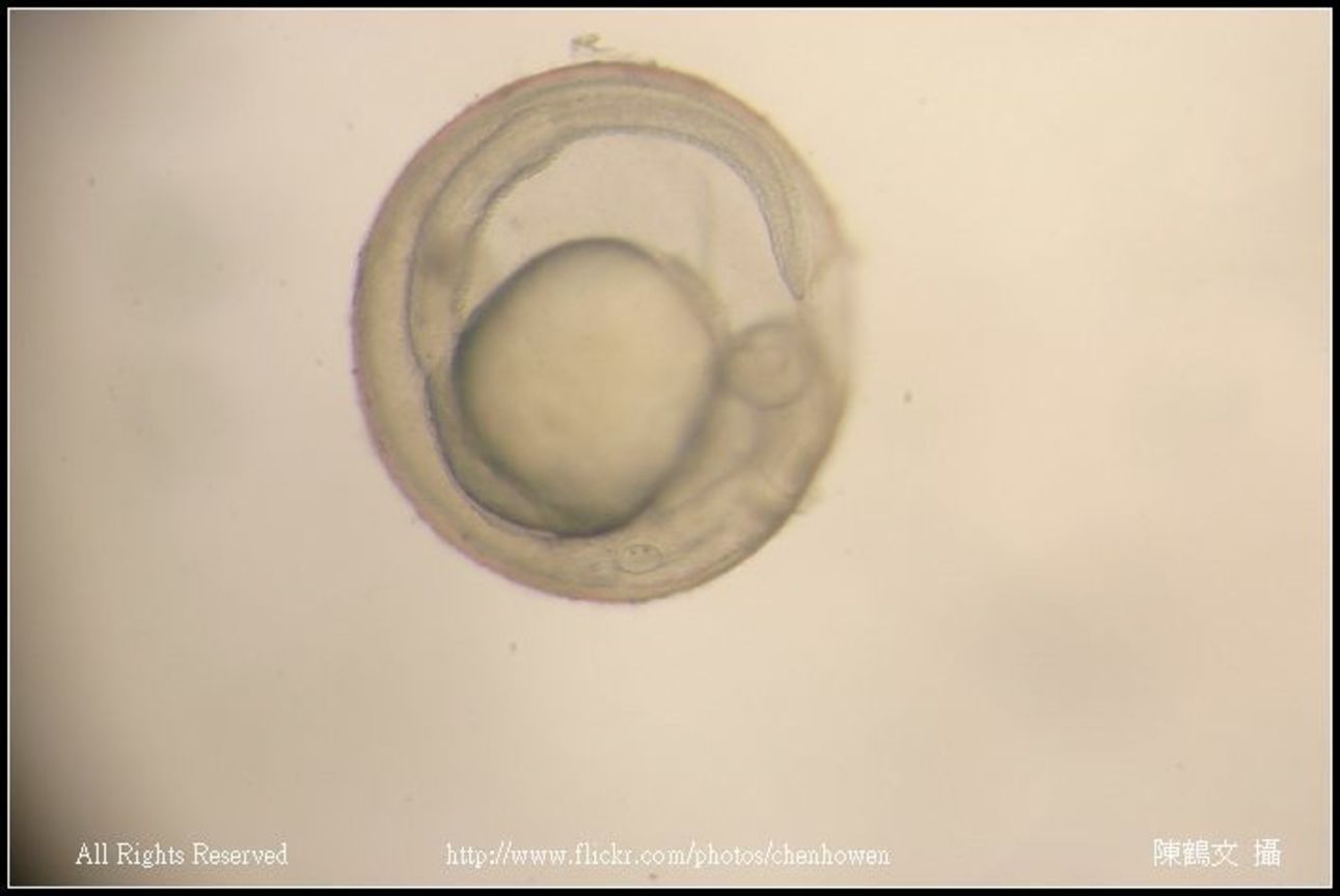 zebrafish embryo primordium_02