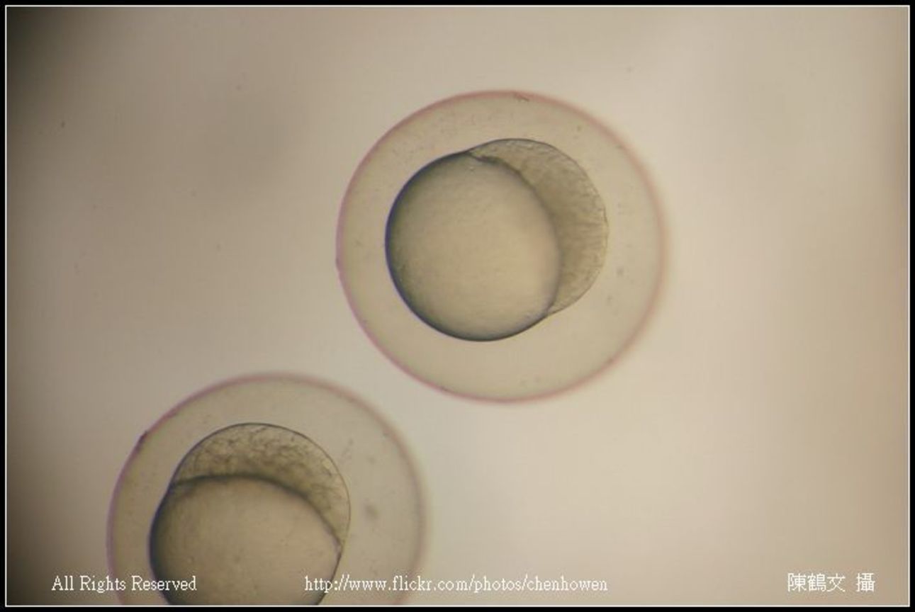 zebrafish embryo 128-1000 cell_01