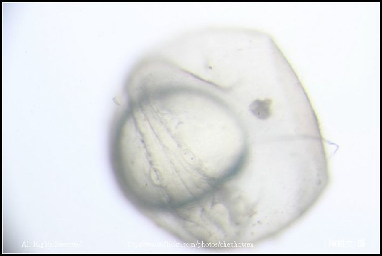 zebrafish embryo primordium_04
