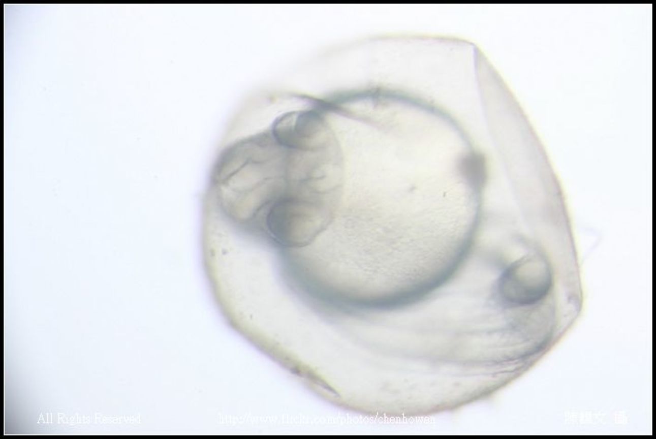 zebrafish embryo primordium_03