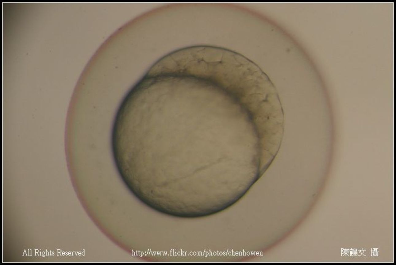 zebrafish embryo 128-1000 cell_02