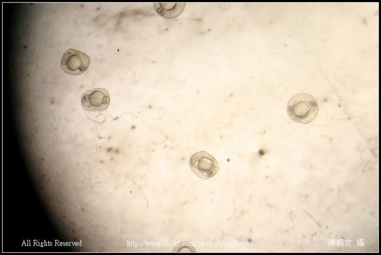 zebrafish embryo primordium_01