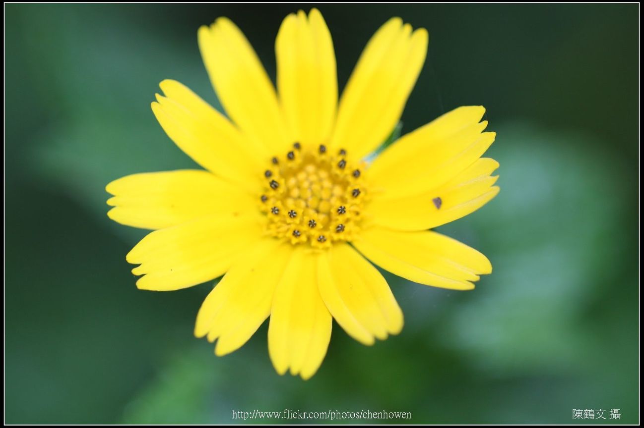 小雛菊小花芽特寫