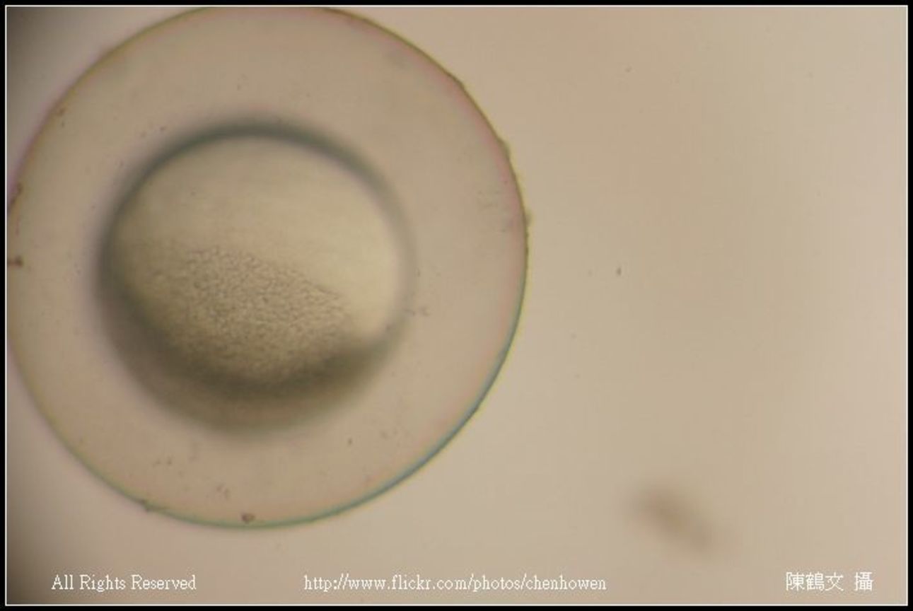 embryo 30-50% epiboly_03