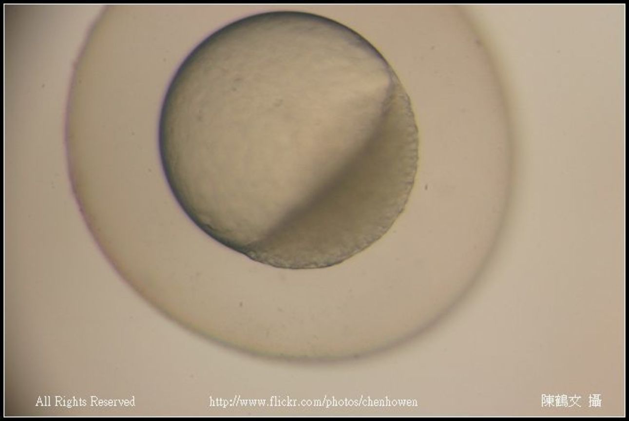 embryo 30-50% epiboly_06