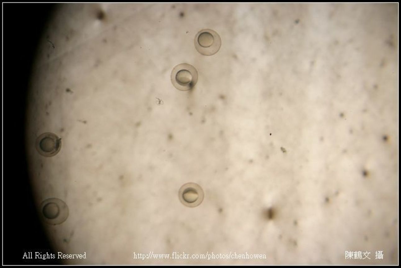 embryo 30-50% epiboly_01