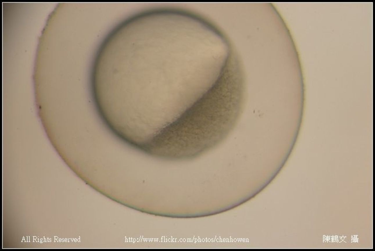 embryo 30-50% epiboly_06