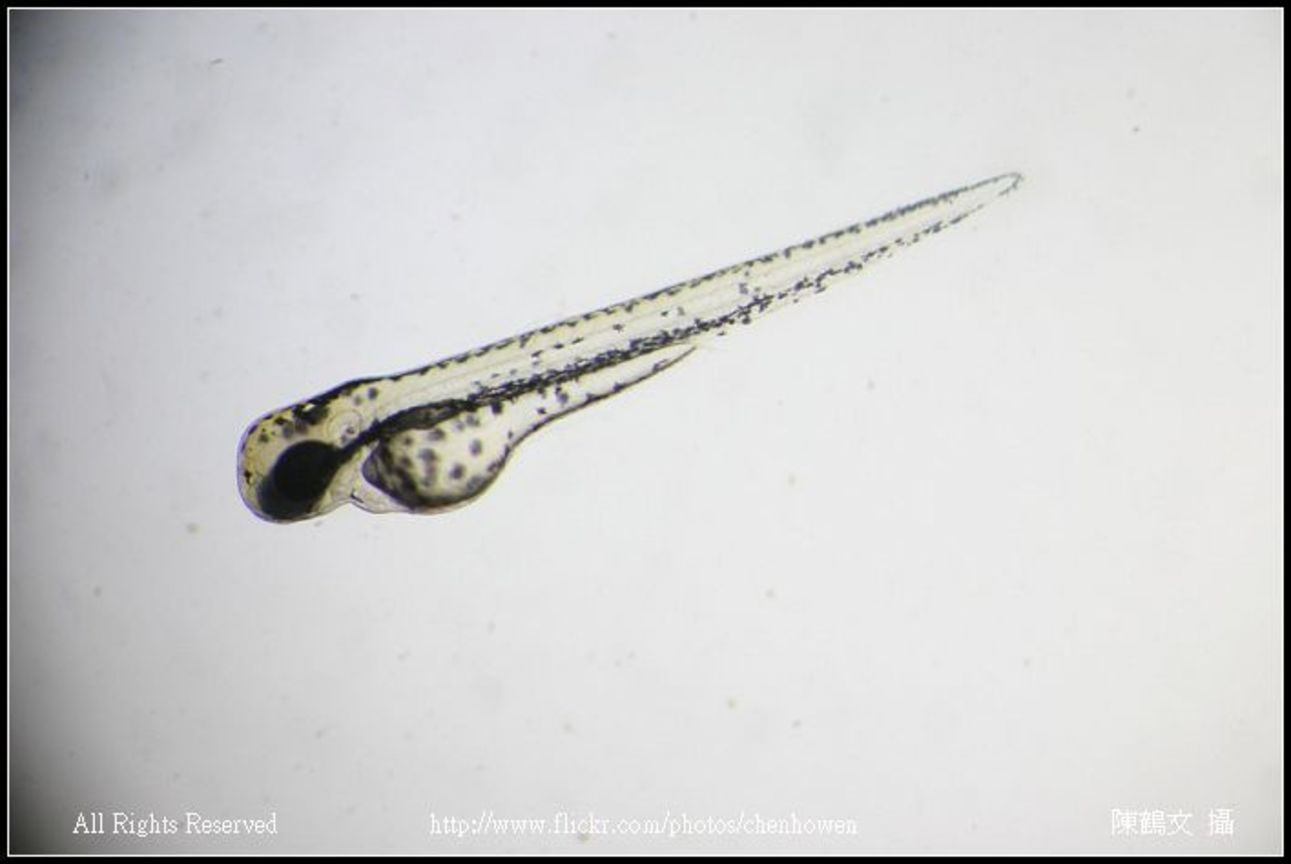 zebrafish embryo 50hpf_01