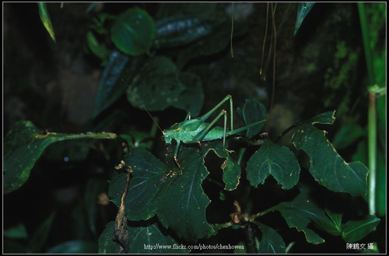 昆蟲（學名待查）-0323-01 insect