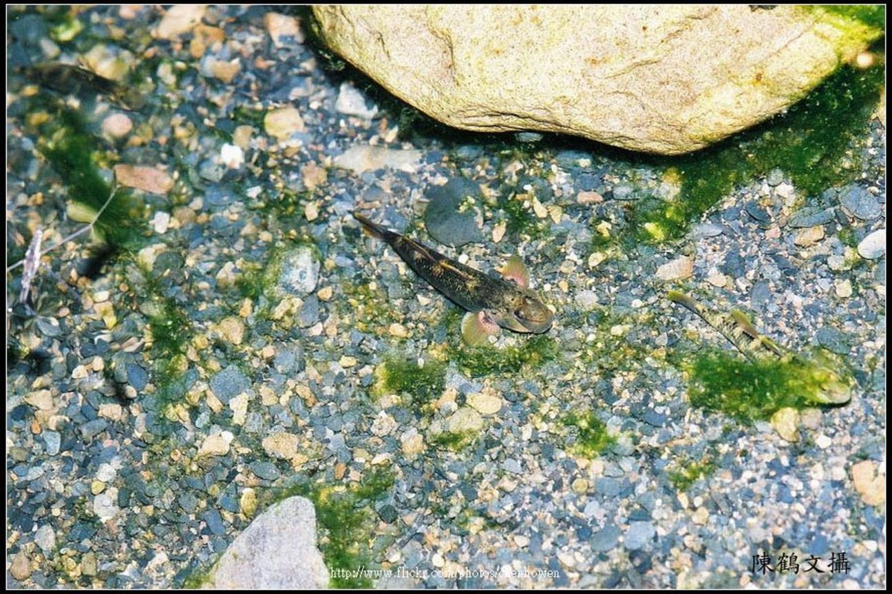 蝦虎？