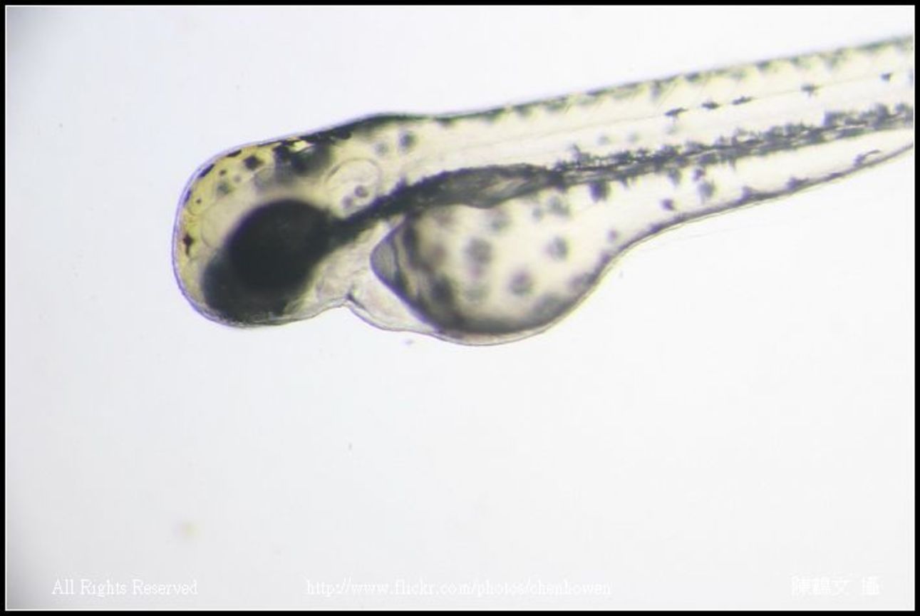 zebrafish embryo 50hpf_head