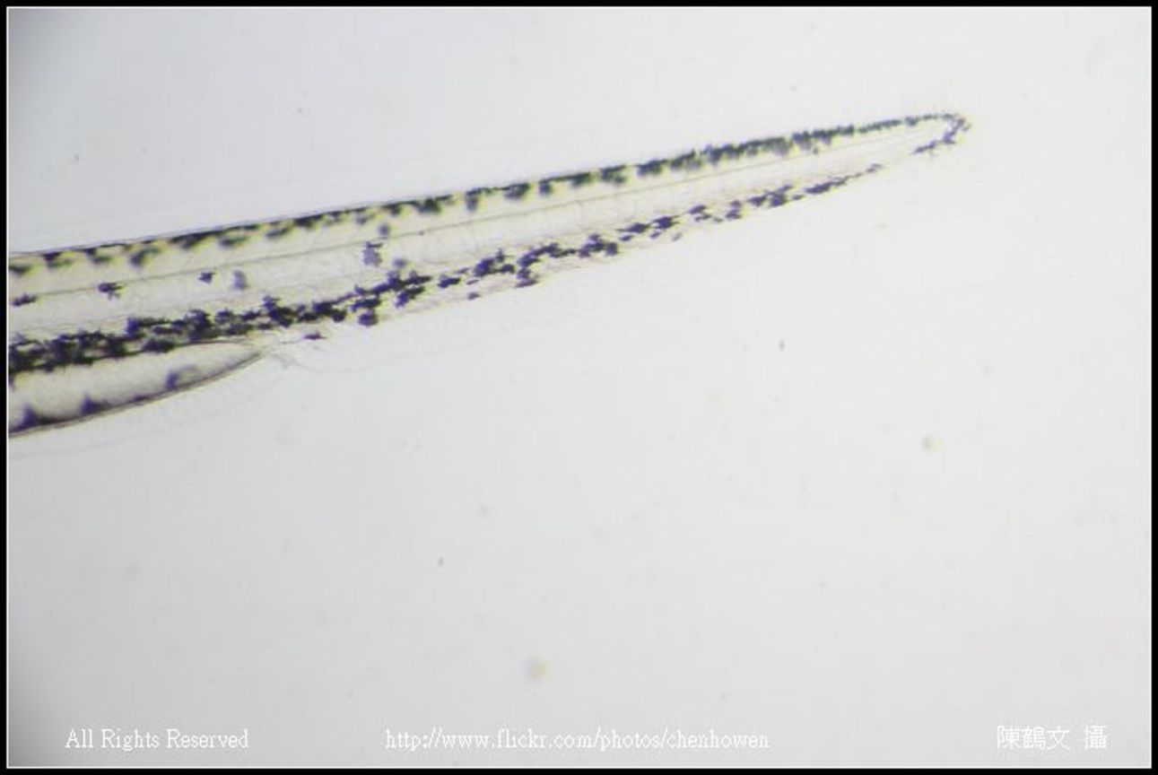 zebrafish embryo 50hpf_tail