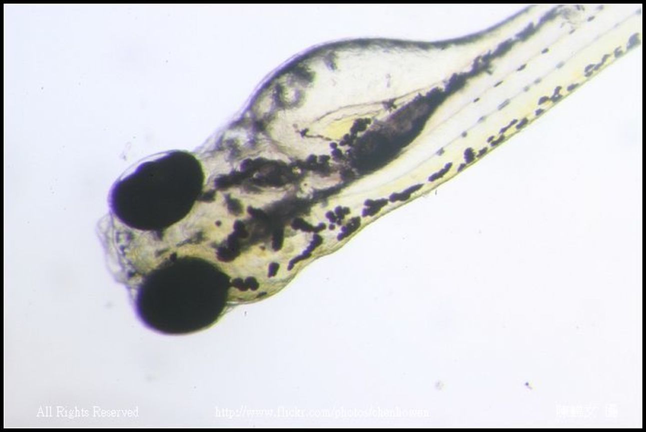 zebrafish embryo 82hpf_02