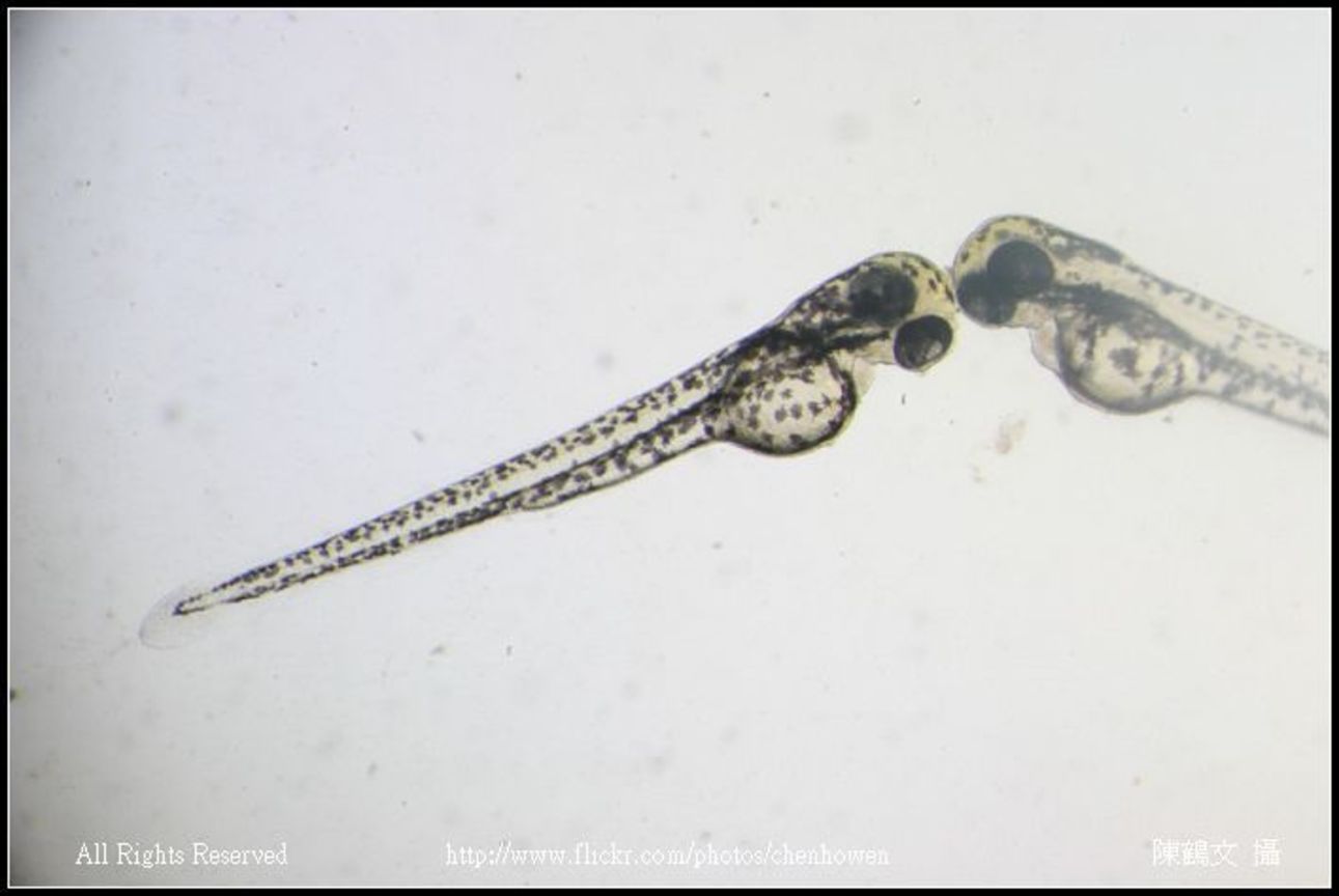 zebrafish embryo 50hpf_03