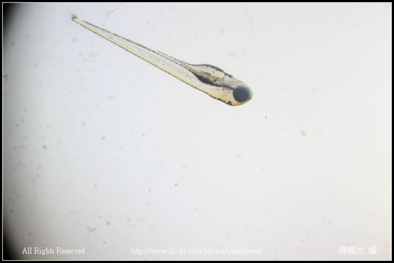 zebrafish embryo 82hpf_01
