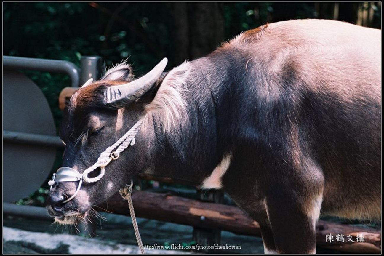 牛 cattle