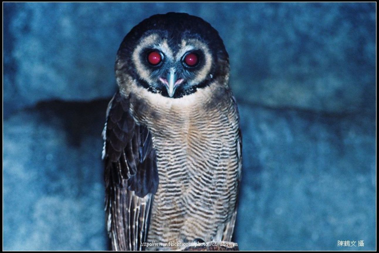 貓頭鷹-02 Owl-02