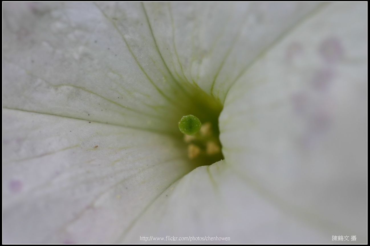 雌蕊特寫