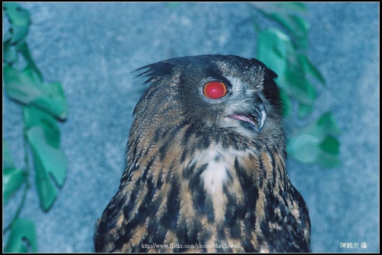貓頭鷹-03 Owl-03