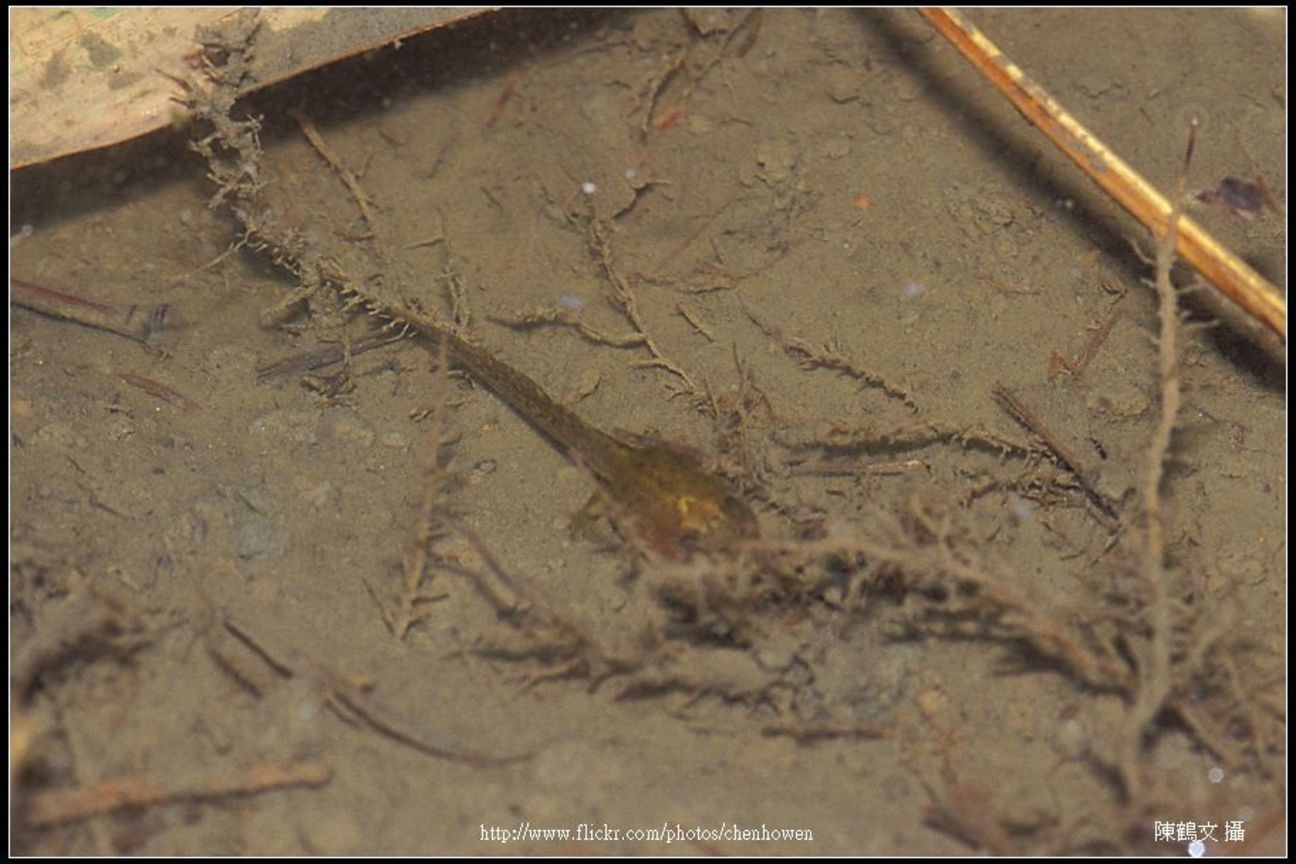 諸羅樹蛙小時候-01 (蝌蚪)