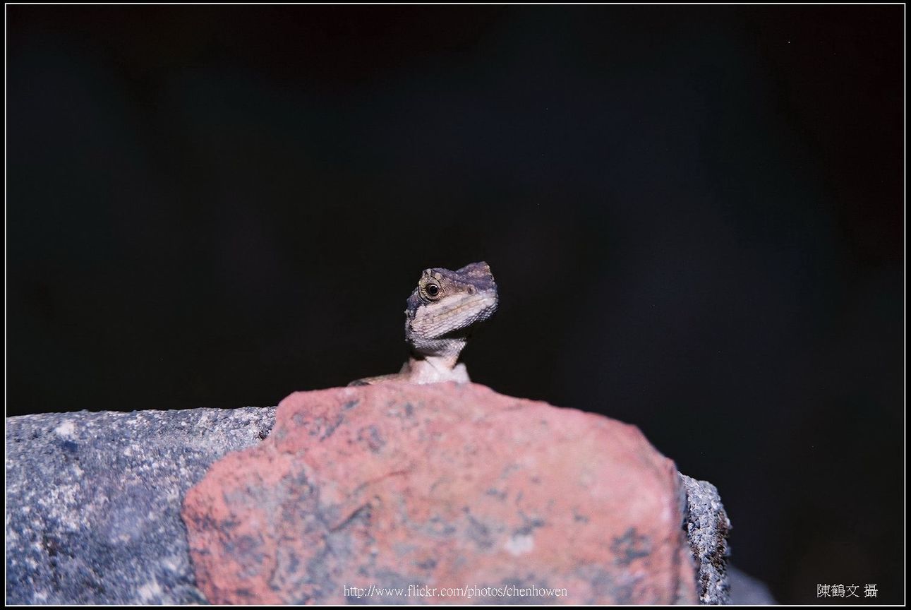 蜥蜴探出頭