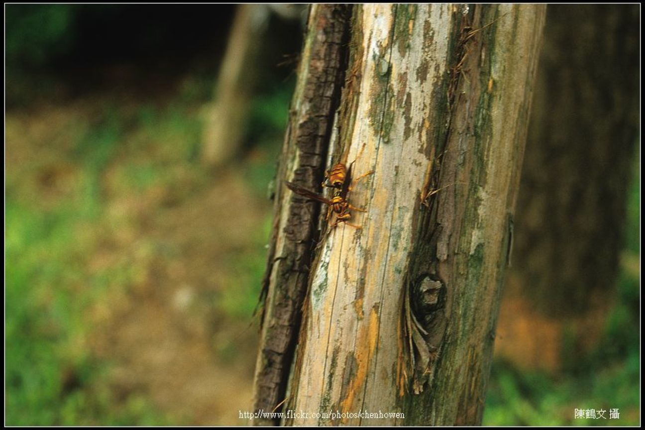 蜂 F5.6光圈測試-02 (Angenieux 35-70