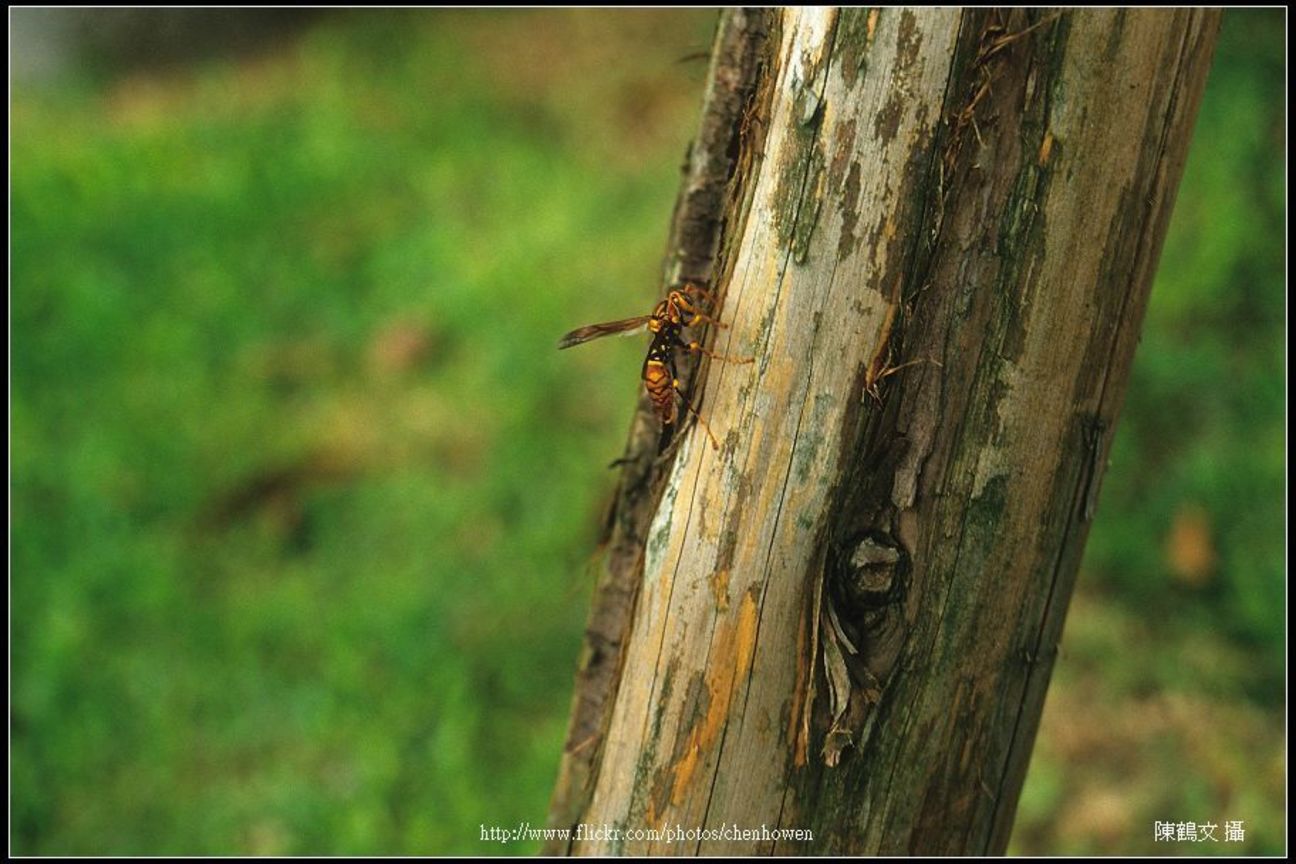 蜂 F5.6光圈測試-01 (Angenieux 35-70