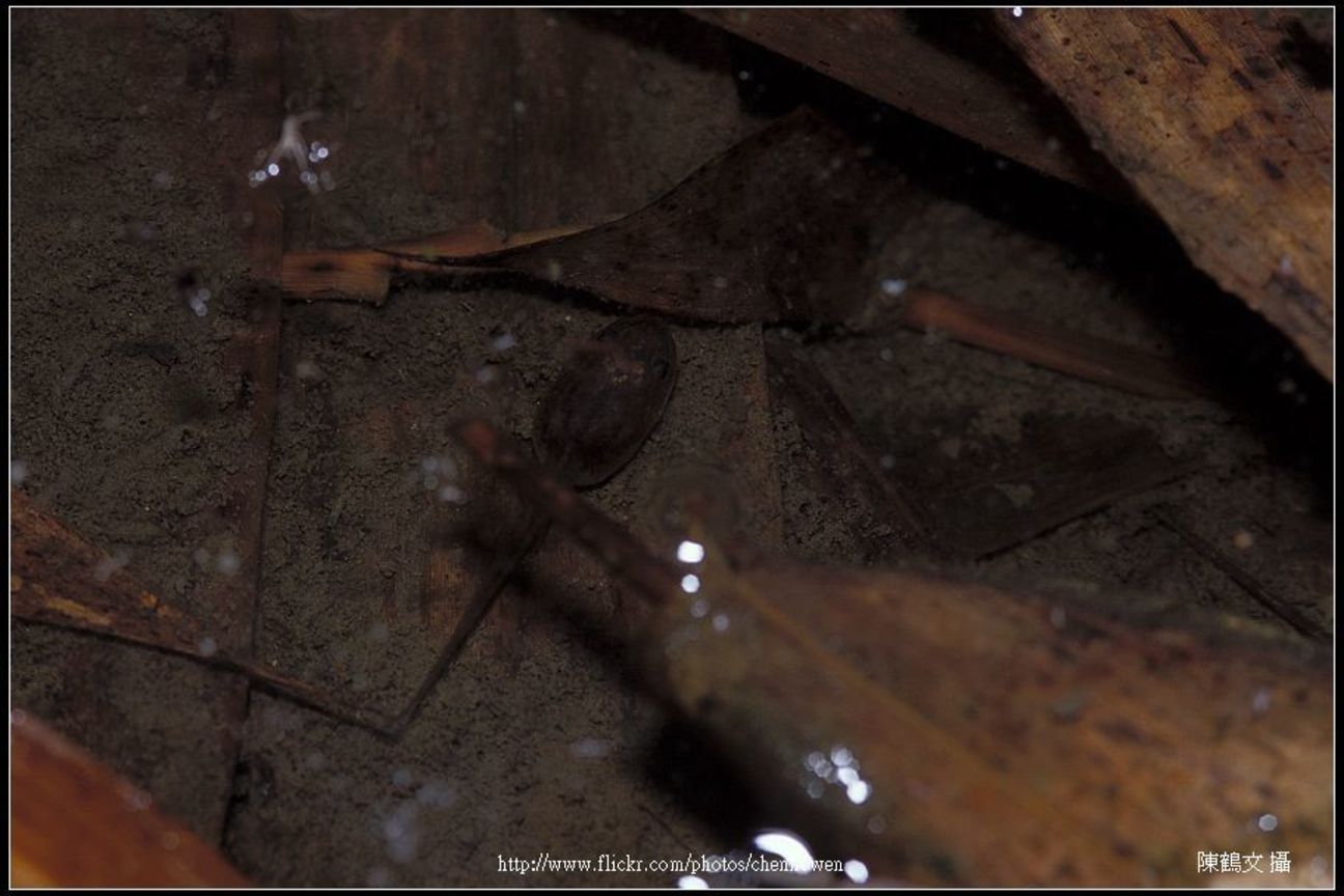 諸羅樹蛙小時候-03
