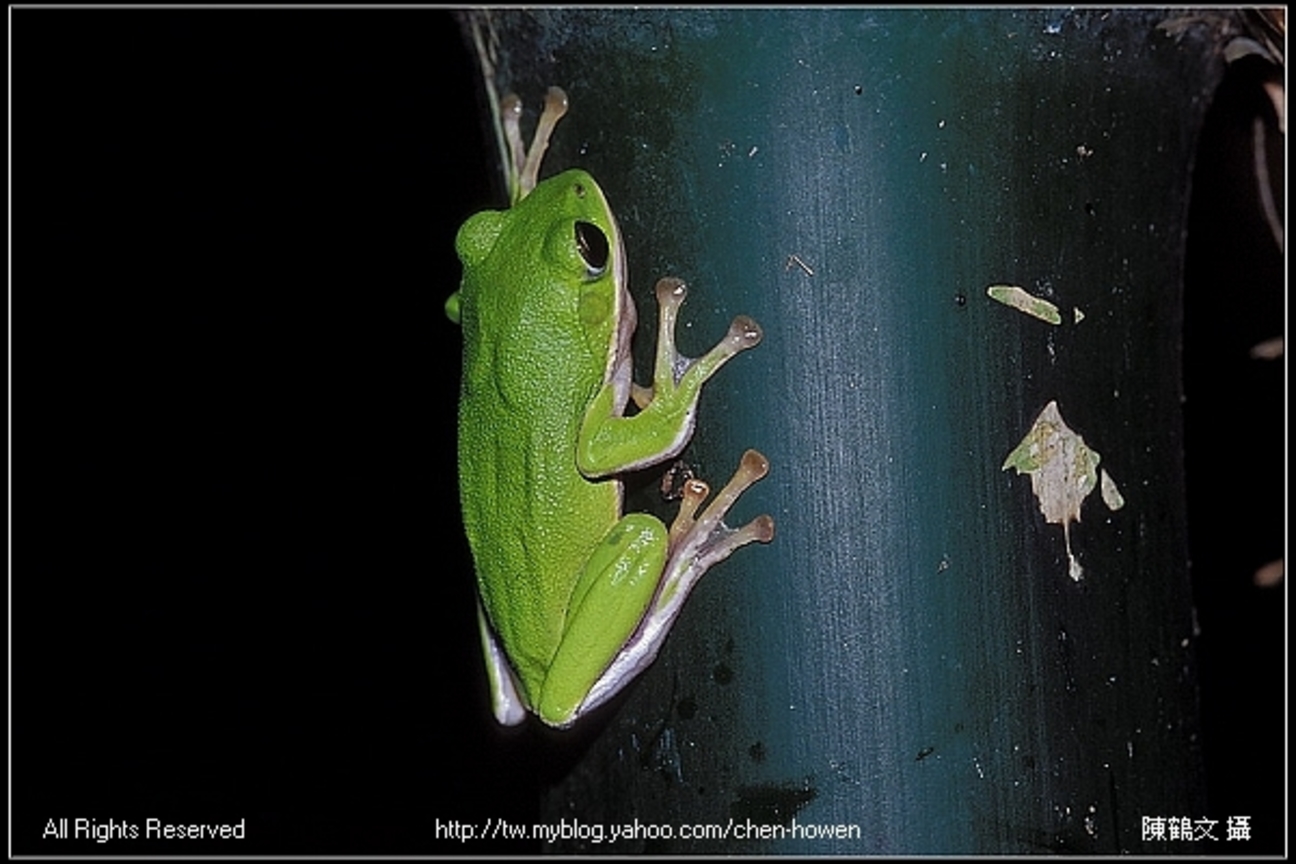 努力往上爬的諸羅樹蛙-1 (Rhacophorus arvalis)