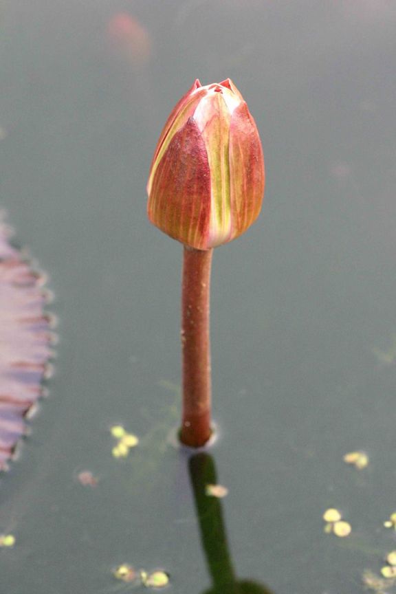 蓮花