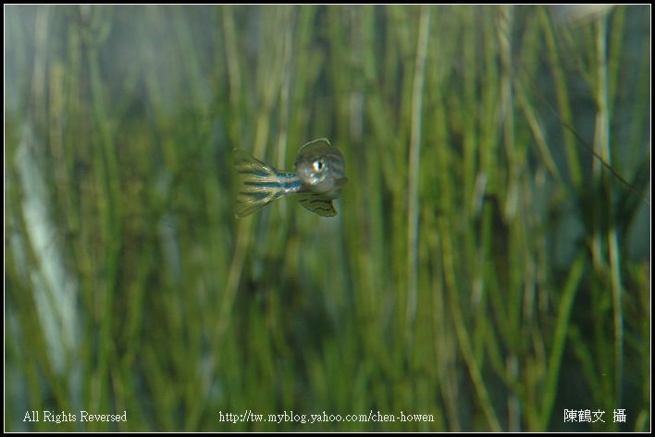 轉頭的公斑馬魚 Male Zebrafish-01