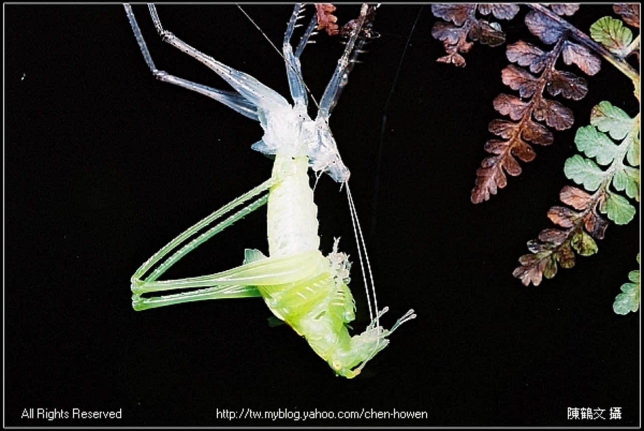 生命力的展現-02