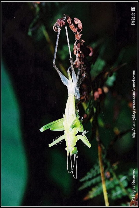 螽斯褪殼_04