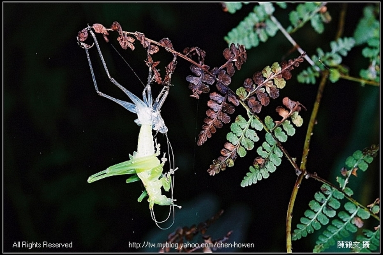 螽斯褪殼_03
