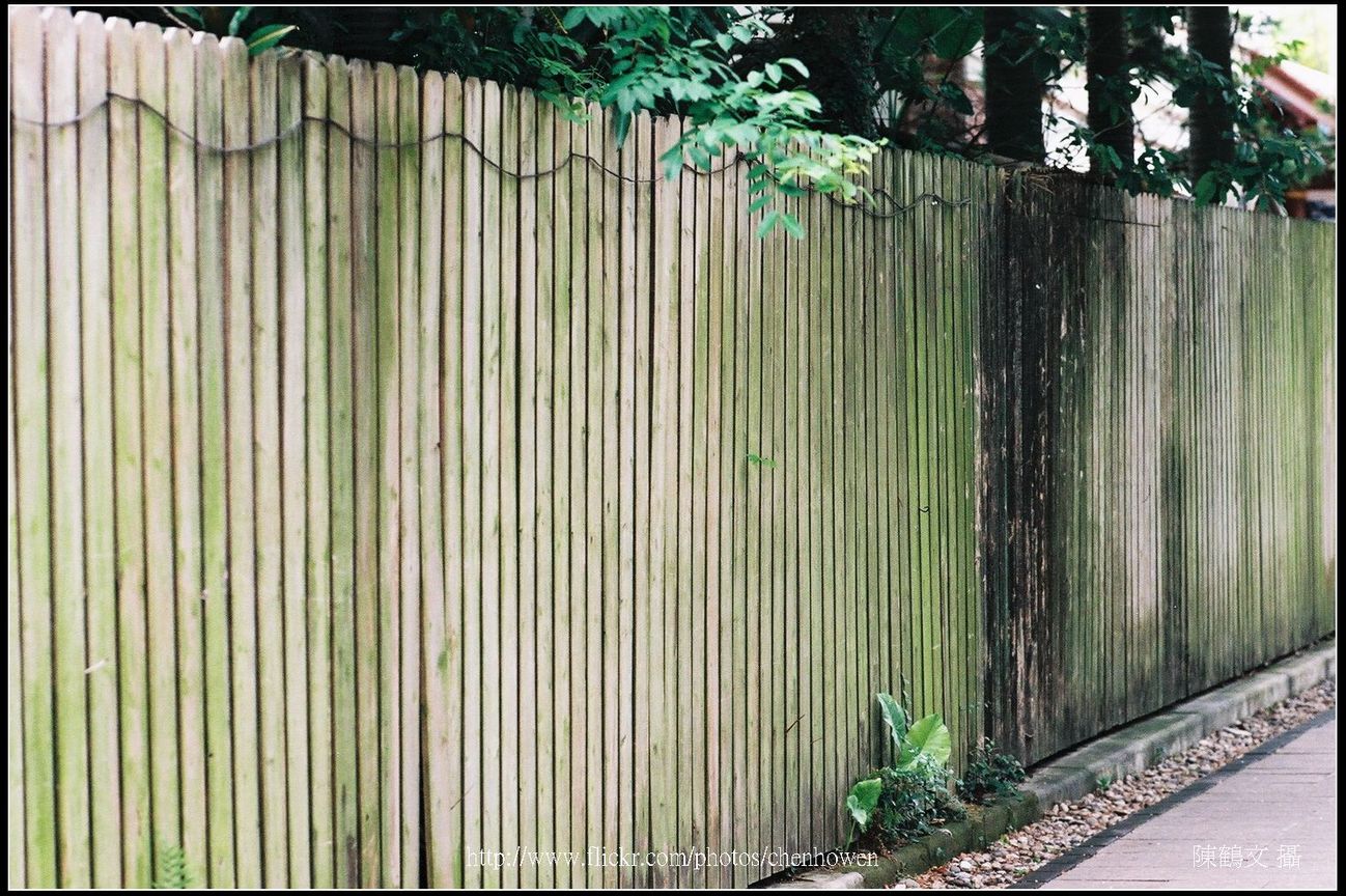 竹籬（測試CONTAX C-Y 100mm F2 綠色的衍譯能力）