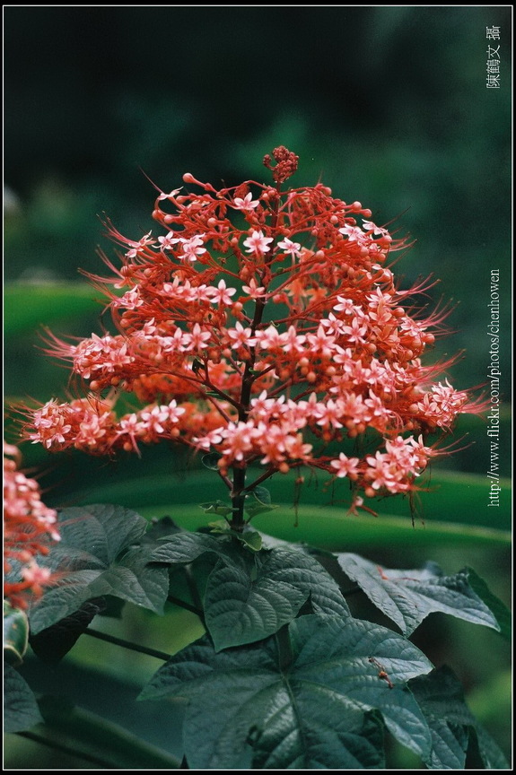紅色花朵（學名待察）