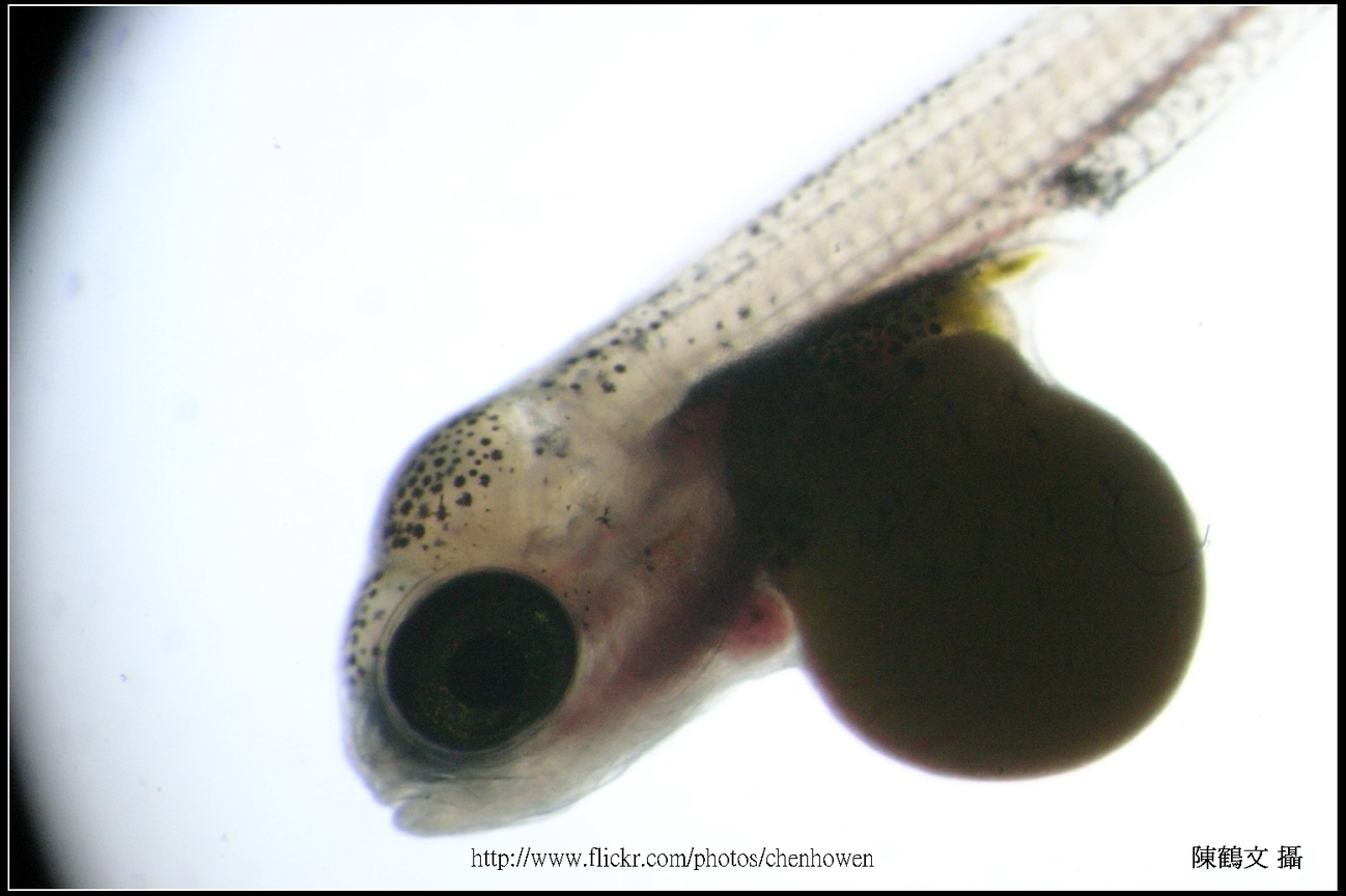 帶有卵黃囊的吳郭魚稚魚_稍高倍數_01