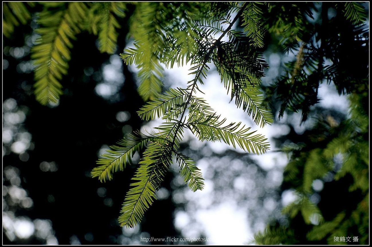 K50 Macro F16 特寫 (落羽松)