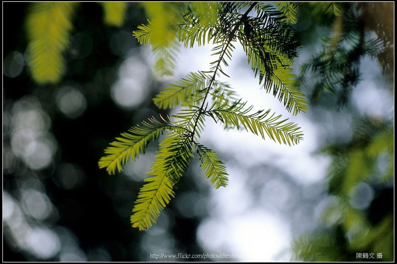 K50 Macro F2.8 特寫 (落羽松)