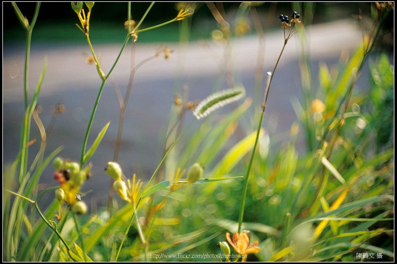 秋風吹動植物的莖