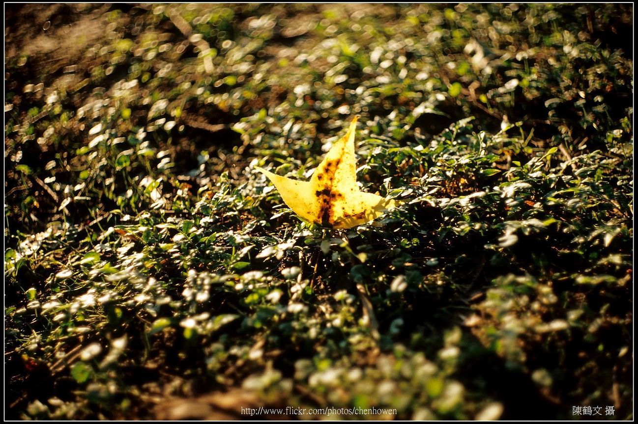 超有立體感的楓葉