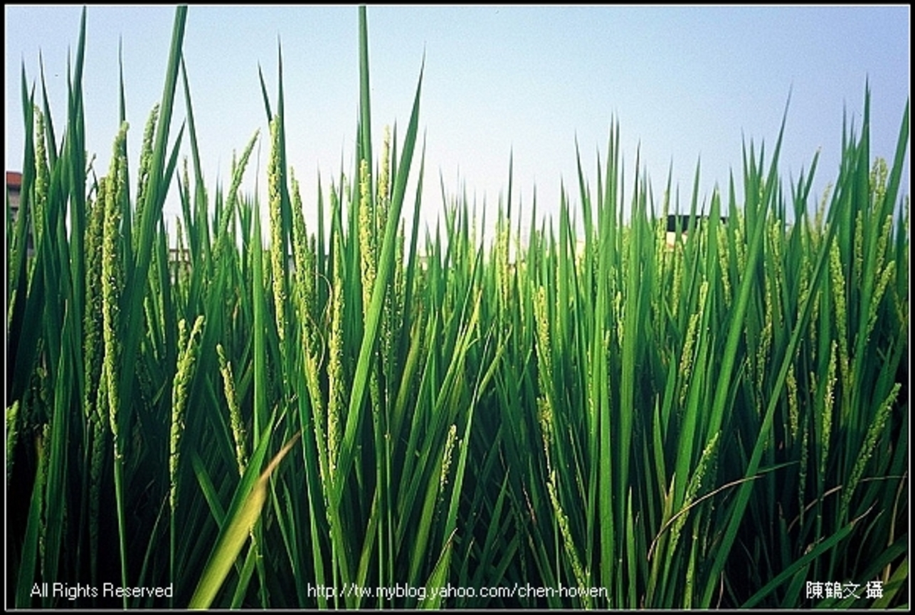 稻穗_CONTAX G16 神之眼 桶狀變形測試