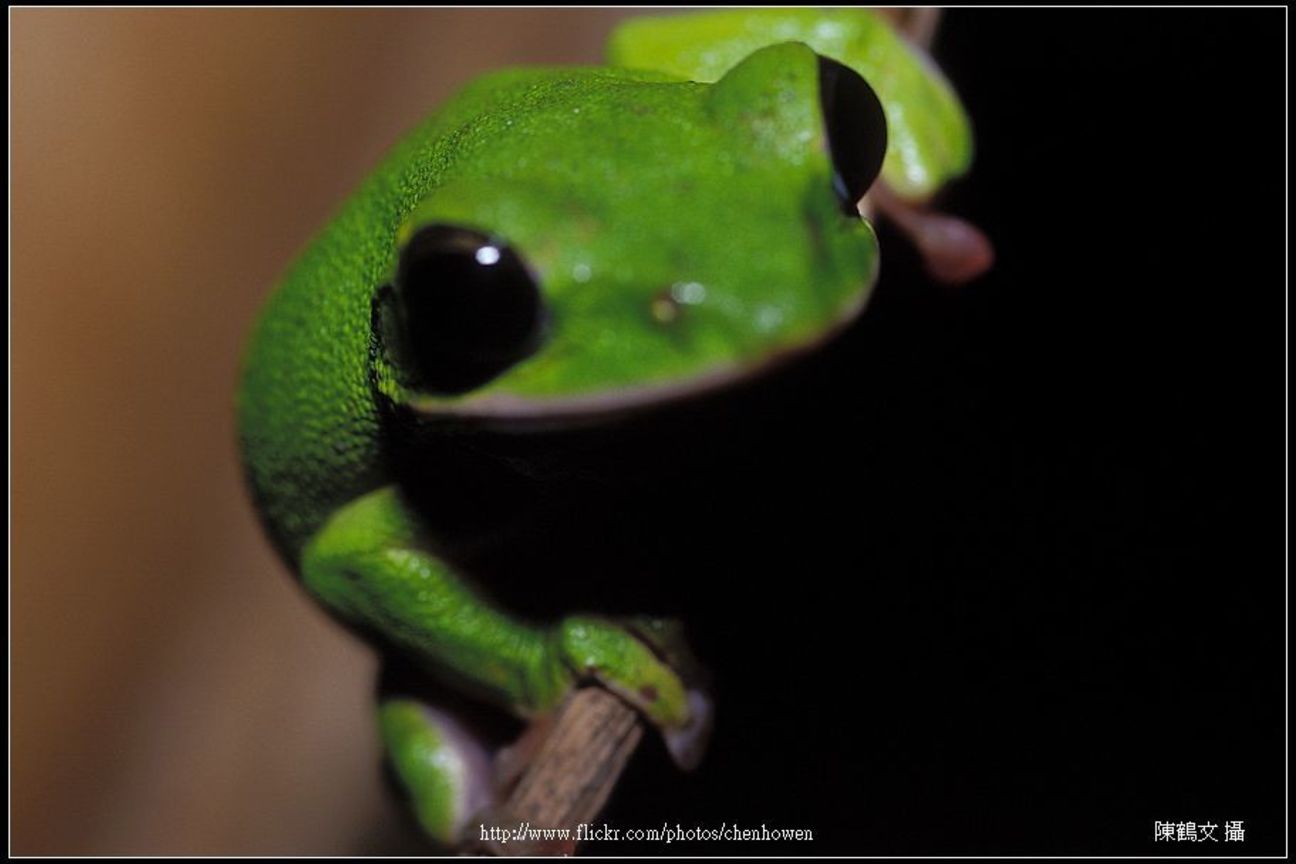 諸羅樹蛙大頭照