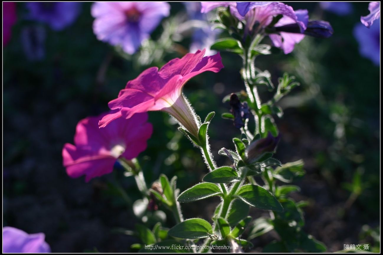 牽牛花-01