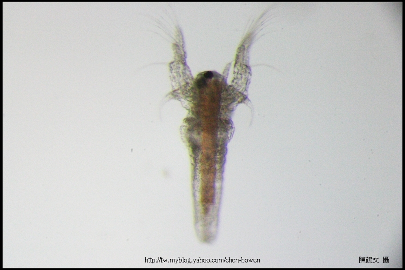 往上游的豐年蝦無節幼蟲