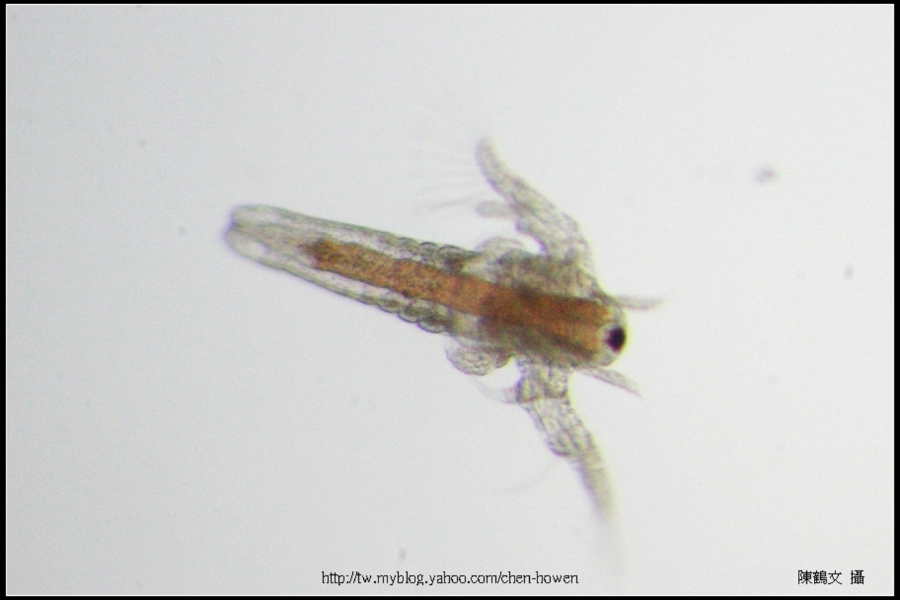 往右游的豐年蝦無節幼蟲