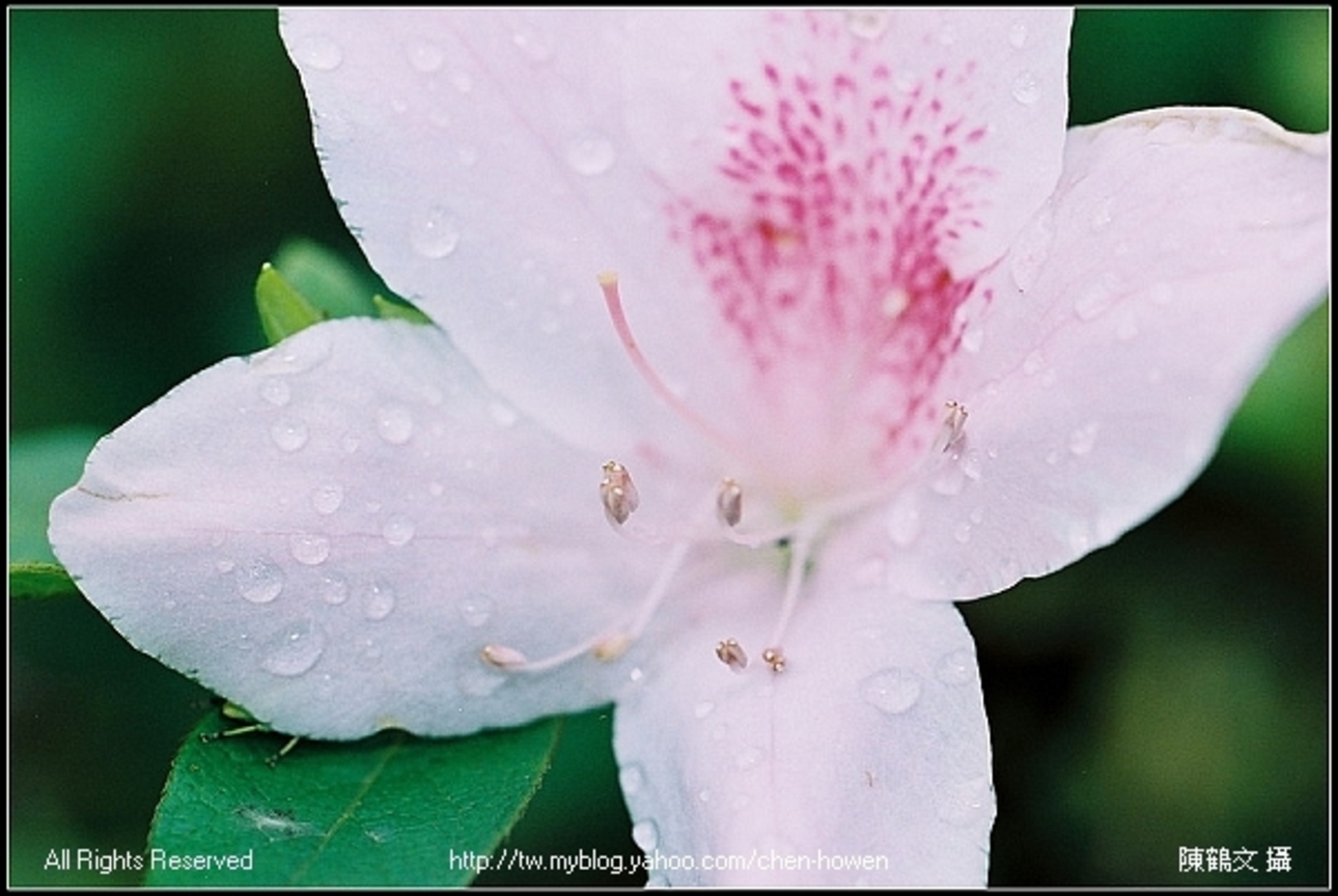 杜鵑花