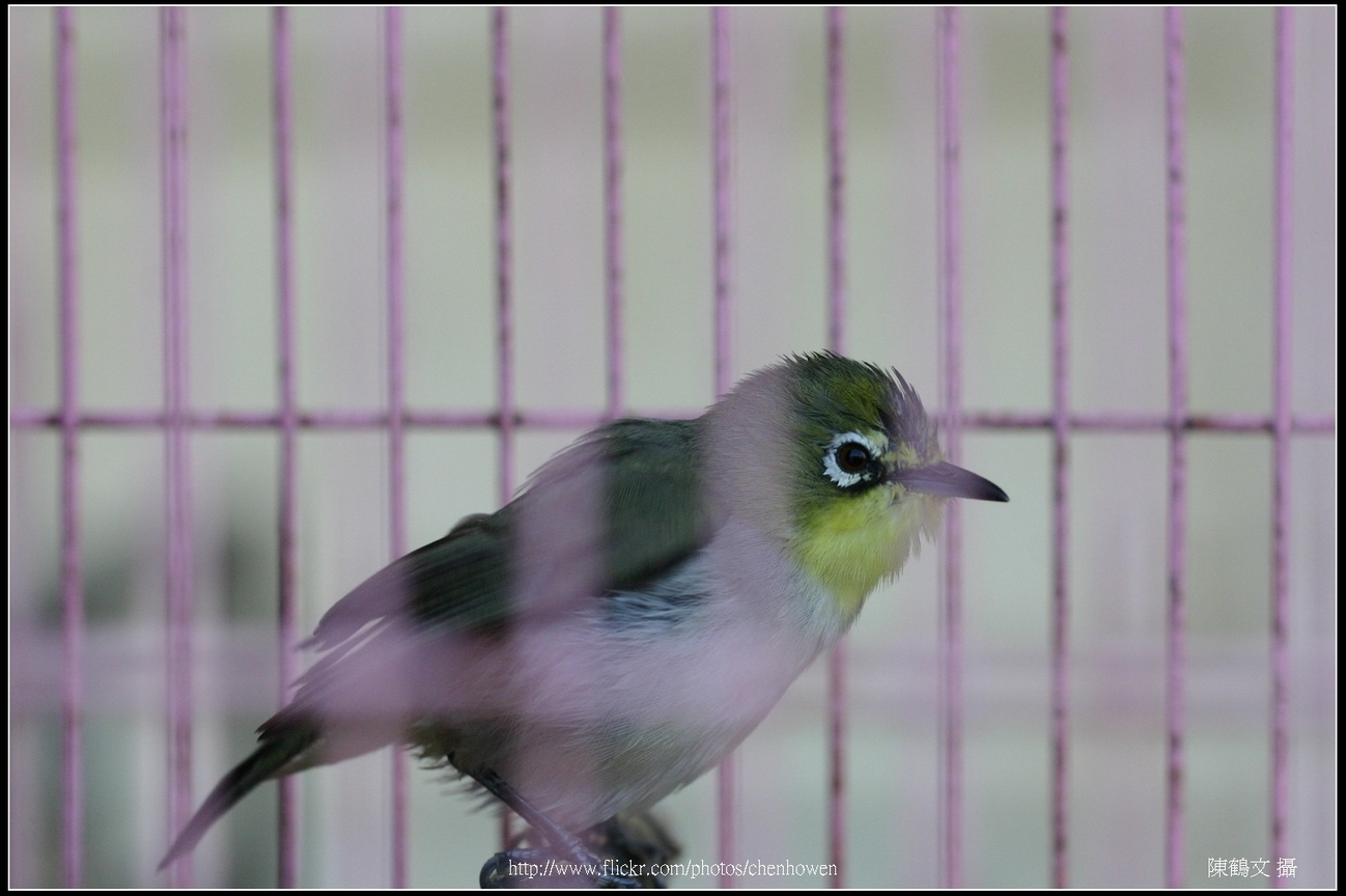 綠繡眼-03 (Japanese White-eye)