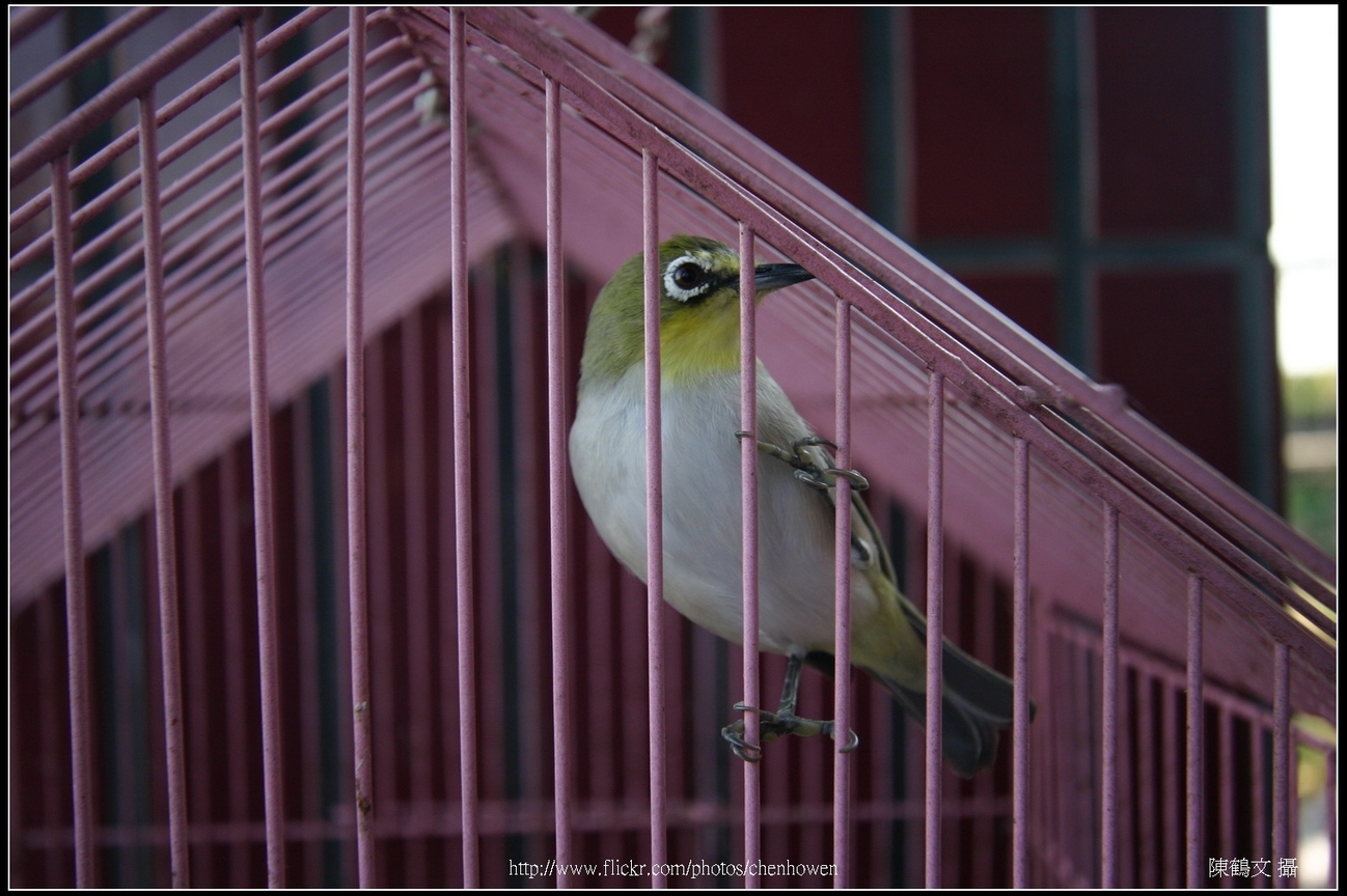 綠繡眼-07 (Japanese White-eye)