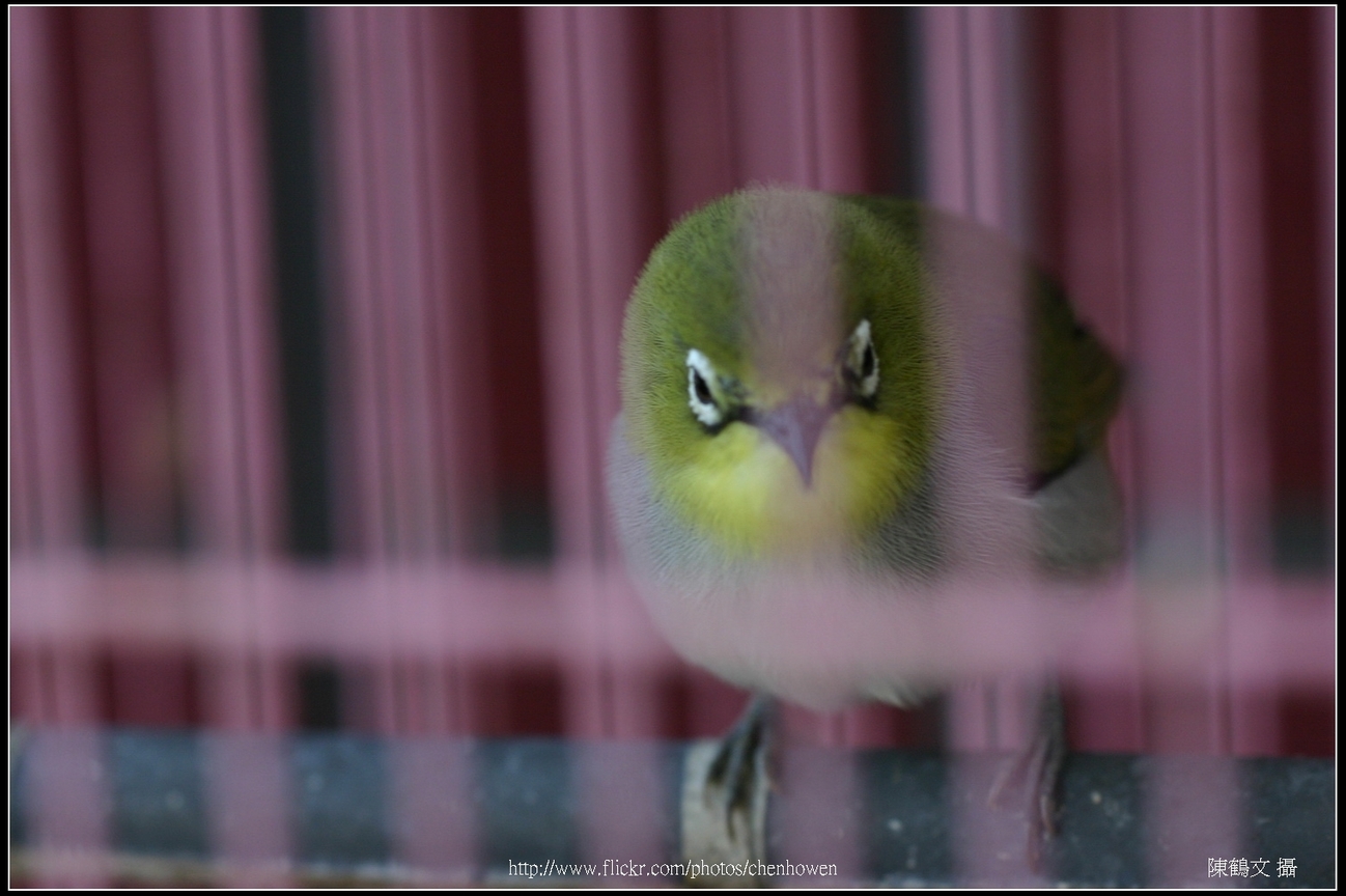 綠繡眼-01 (Japanese White-eye)